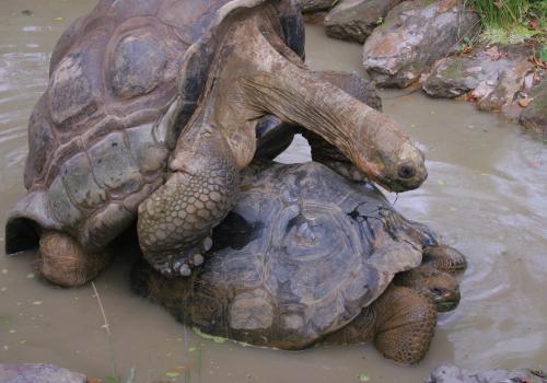 London Zoo: Dirk the tortoise in cuddling mood