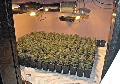 Plants and lamps at the Hornsey Road cannabis factory discovered by police