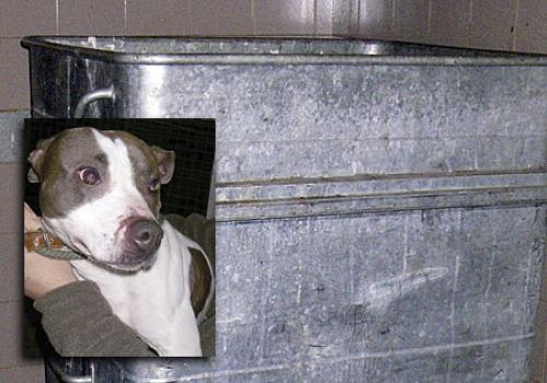 The large bin where ‘Chip’, inset, was found