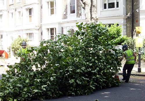 Coming down... the London plane trees in Richmond Avenue