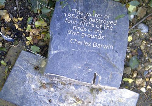 The smashed Darwin slate