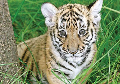 Tiger conservation has been hit by demand for the trade in animal parts