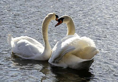 Together again: Xini and her mate enjoyed a touching reunion on Sunday morning