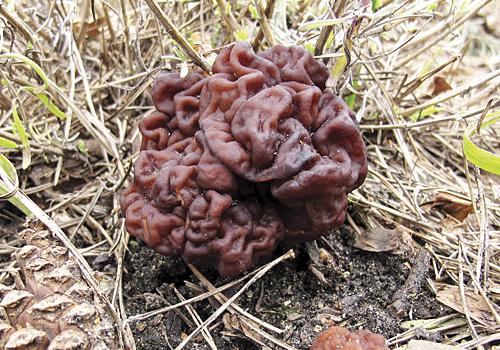 False morel fungus that has been found on Hampstead Heath