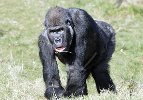 Yeboah, who recently died at London Zoo. 