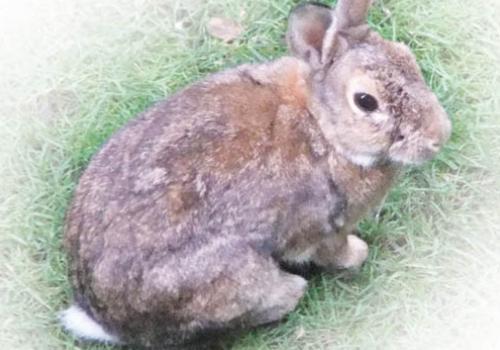 Rabbit goes missing from Canal View Nature Reserve