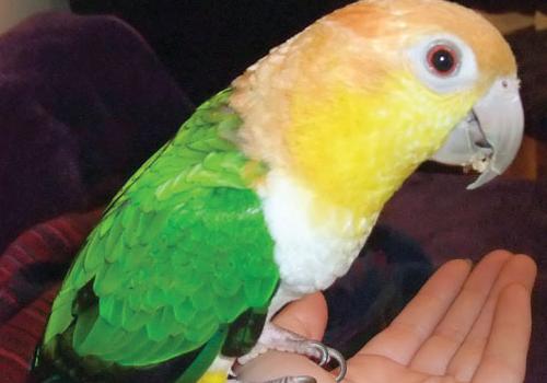 'Roxy' the parrot