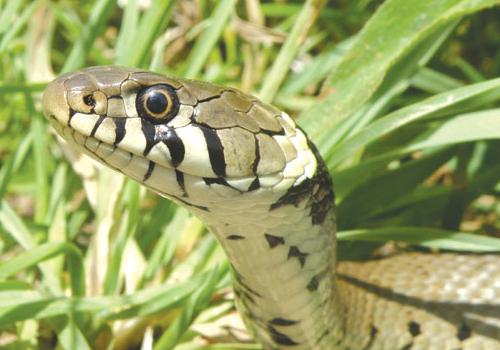 A small population grass snakes exist on the Heath