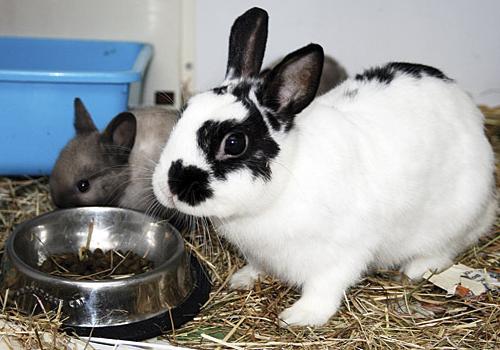 Some of the rabbits rescued from Pets Corner