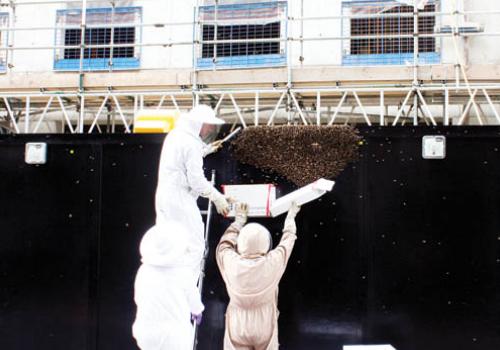 A team of beekeepers tackle the swarm of bees