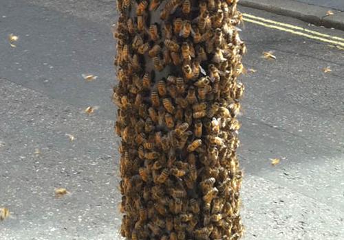 Rare: bees spotted at the corner of  St Annes Court and Wardour Street