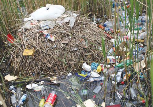 Disgraceful and sad - a swan nesting by piles of rubbish