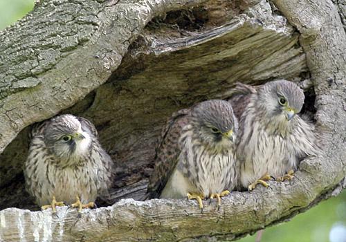 The kestrels in their nest near the Highgate boating pond. Photo: Albert Perry