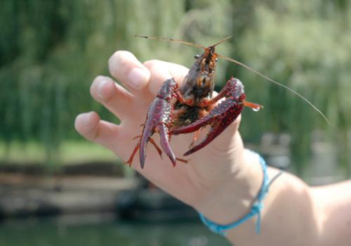 An American red-swamp crayfish