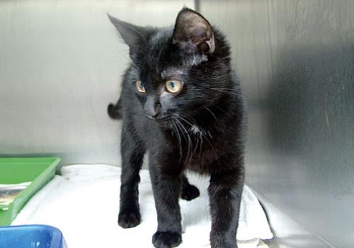 The cat that was rescued from inside a bin in Coram Street, Holborn