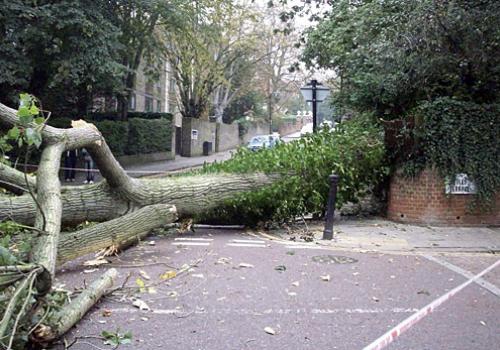 The remains of the black poplar tree that came crashing down in Hampstead 