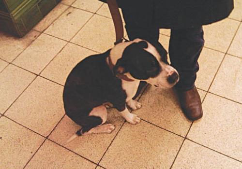 Ownerless puppy gets off at Mornington Crescent station