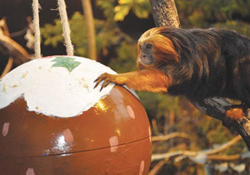 Christmas comes early for London Zoo's tamarinds - rainforest exhibit monkeys gi