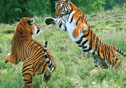 Tiger conservation has been hit by demand for the trade in animal parts