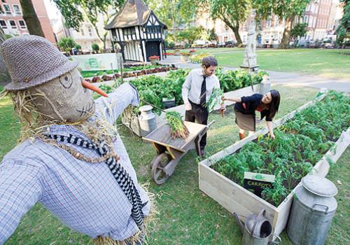 City folk, apparently deprived of fresh food, go about putting together a salad 