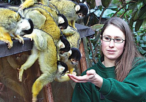 keeper Kate Sanders with her gang of squirrel monkeys from south America.