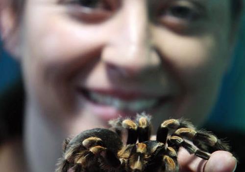 Handler Kate Pearce with a tarantula