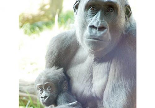 Mother Mjukuu shows off baby gorilla at London Zoo