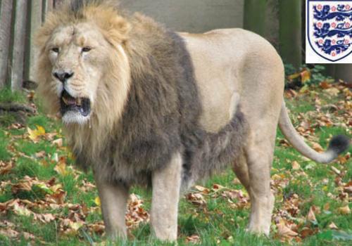 ‘Exceptional noise levels’ caused by football fans could disturb zoo animals