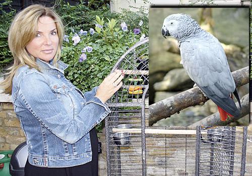 His owner Jacqui Brantles. Inset: An African grey parrot similar to Coco