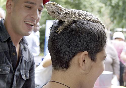 Safari Pete watches as Roxy the lizard makes himself comfortable