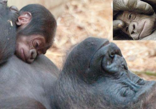 Mjukuu relaxes at London Zoo with her baby son, who is yet to be named