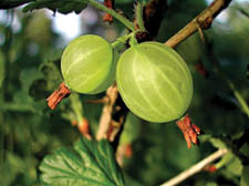 Why not try Claire's  delicious gooseberry pudding?