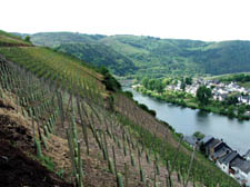 A vineyard overlooking Moselle River in Germany