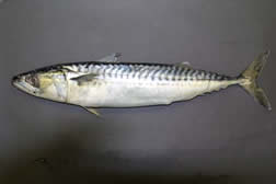 West Country mackerel